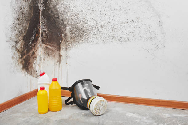 Best Mold Cleaning Services  in Moorpark, CA