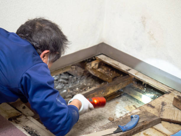 Best Mold Inspection  in Moorpark, CA