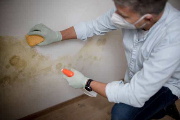 Best Residential Mold Removal  in Moorpark, CA