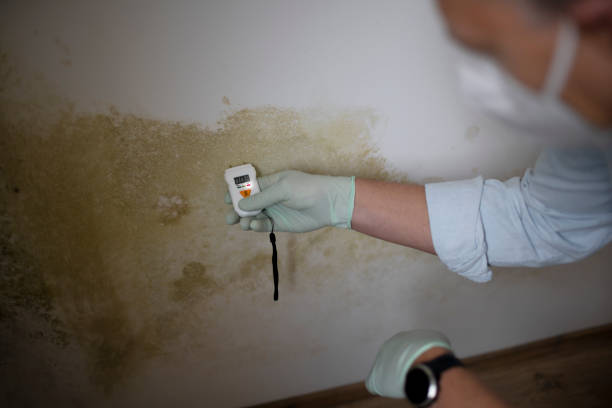 Best Attic Mold Removal  in Moorpark, CA