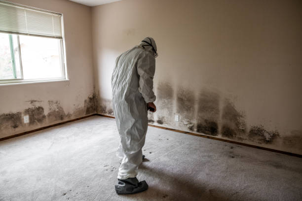 Reliable Moorpark, CA Mold Removal Solutions