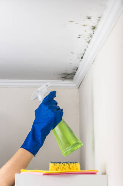 Best Commercial Mold Removal  in Moorpark, CA