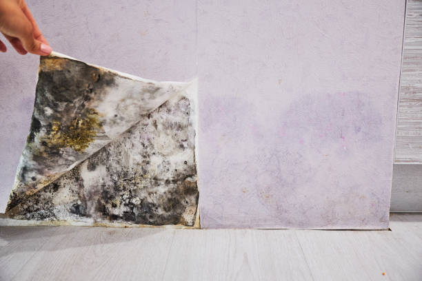 Best Fast Mold Removal  in Moorpark, CA